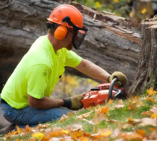 tree services East Patchogue